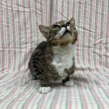 Sluice -  Domestic Short Hair Cat for Adoption in Lyndhurst, Virginia - Sluice | PetCurious