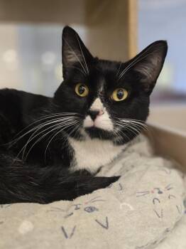 Cliff         GFRCC -  Domestic Short Hair Cat for Adoption in Metamora, Illinois - Cliff         GFRCC | PetCurious