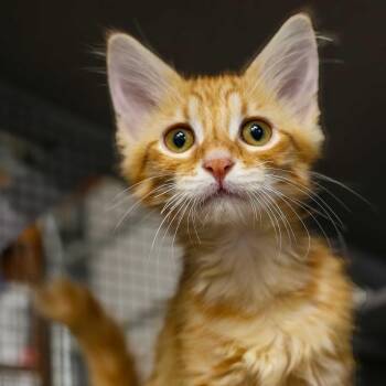 Clint Spinkick -  Domestic Medium Hair Cat for Adoption in Topeka, Kansas - Clint Spinkick | PetCurious