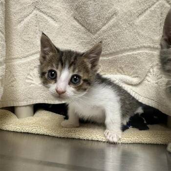 Domestic Short Hair Cats Available for Adoption in Pasadena, California - Boopsie | PetCurious