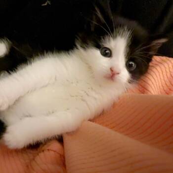 Rescue Domestic Short Hair Cats for Adoption in Newport News, Virginia - Myra | PetCurious