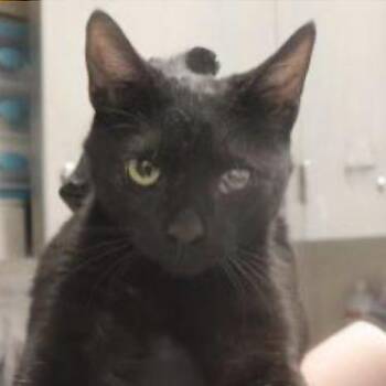 Mike Wazowski -  Domestic Short Hair Cat for Adoption in Temecula, California - Mike Wazowski | PetCurious