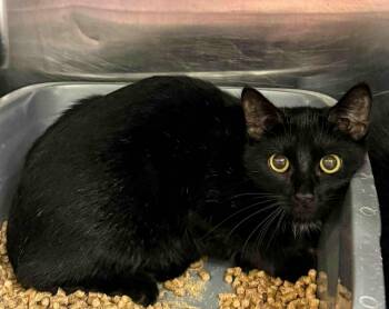 Rescue Domestic Short Hair Cats for Adoption in Columbia, Tennessee - Indie | PetCurious