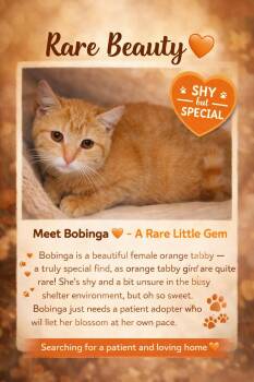Tabby Cats Available for Adoption in Greenville, Delaware - Bobinga (FCID# 04/09/2026 - 2 Trainer) | PetCurious