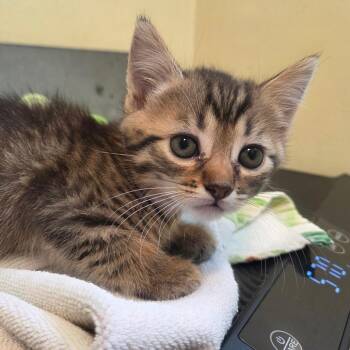 Lena -  Domestic Short Hair Cat for Adoption in Pasadena, California - Lena | PetCurious