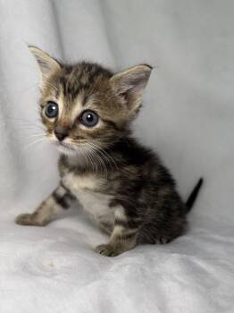 Domestic Short Hair and Tabby Cats Available for Adoption in Greensboro, North Carolina - Chip | PetCurious