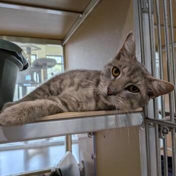Domestic Short Hair Cats Available for Adoption - Cordell | PetCurious