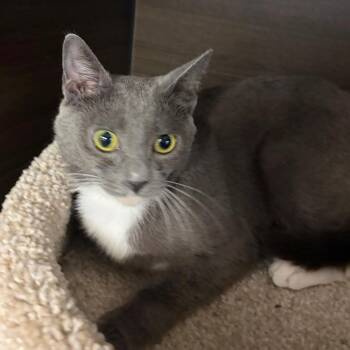 Vanilla -  Domestic Short Hair Cat for Adoption in Buffalo, New York - Vanilla | PetCurious