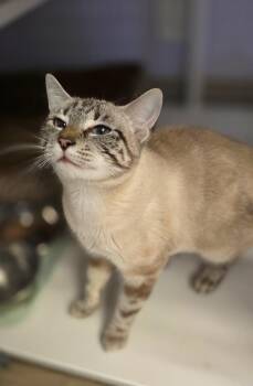 Lola -  Siamese Cat for Adoption in Vancouver, Washington - Lola | PetCurious