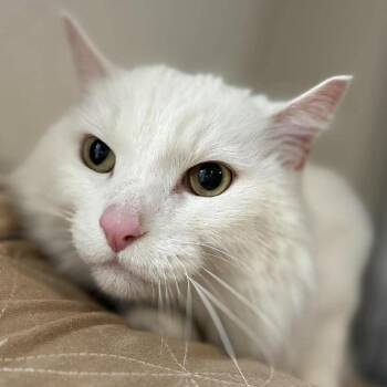 Casper -  Domestic Long Hair Cat for Adoption in Ramona, California - Casper | PetCurious