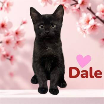 Domestic Short Hair Cats Available for Adoption in Visalia, California - DALE | PetCurious