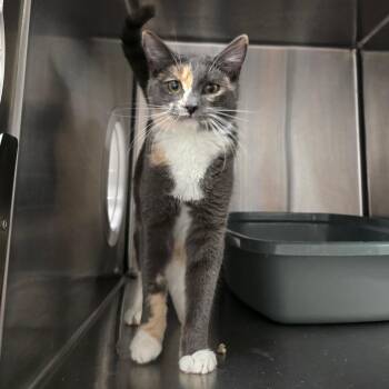 Siamese and Snowshoe Cats Available for Adoption - Koko | PetCurious