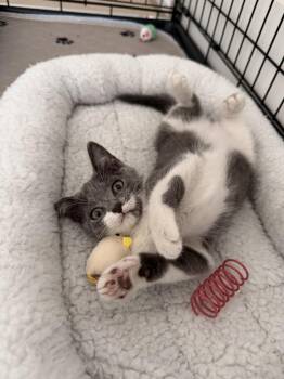 Mica -  Russian Blue Cat Available for Adoption in Fort Lauderdale, Florida - Mica | PetCurious