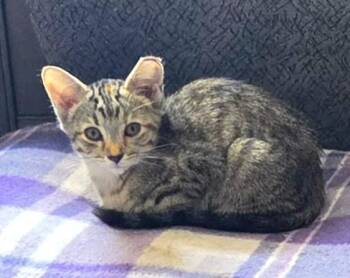Josie -  Tabby Cat for Adoption in New Albany, Ohio - Josie | PetCurious