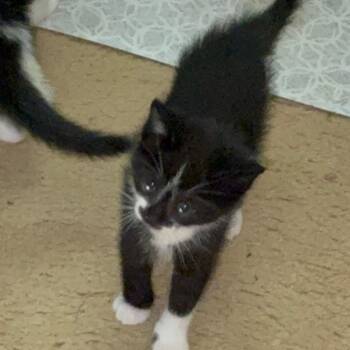 Domestic Short Hair Cats Available for Adoption in Greensboro, North Carolina - Mittens | PetCurious