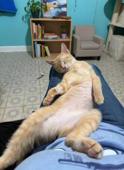 Sunkist -  Domestic Short Hair and Tabby Cat for Adoption in Dallas, Texas - Sunkist | PetCurious