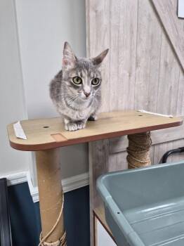 Silver Creek -  Domestic Short Hair Cat for Adoption in Rome, Georgia - Silver Creek | PetCurious