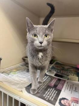 Domestic Short Hair Cats Available for Adoption - Betty Boop | PetCurious