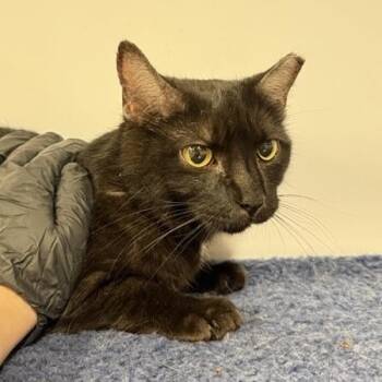 Rescue Domestic Short Hair Cats for Adoption in New York, New York - Cloudy | PetCurious