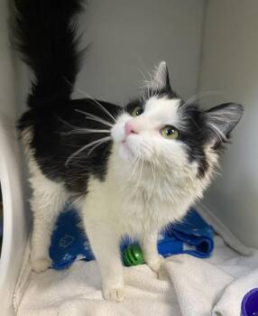 Domestic Medium Hair Cats Available for Adoption in Delson, Quebec - Artemis | PetCurious