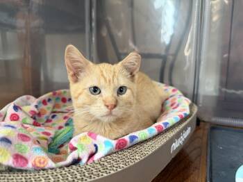 Hugo -  Domestic Short Hair Cat for Adoption in Davis, California - Hugo | PetCurious