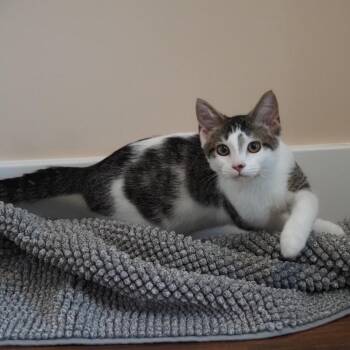 Cody - Located in Richmond, VA -  Domestic Short Hair Cat for Adoption - Cody - Located In Richmond, VA | PetCurious