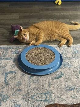 Tabby Cats Available for Adoption in San Antonio, Texas - Orion | PetCurious