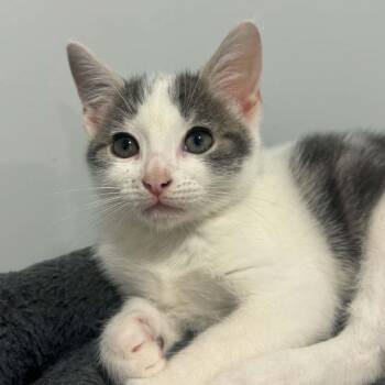Miata -  American Shorthair Cat for Adoption in Bethel, Connecticut - Miata | PetCurious