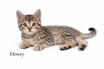 Domestic Short Hair Cats Available for Adoption in Stevensville, Michigan - Dewey | PetCurious
