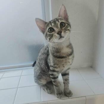 Rescue Domestic Short Hair Cats for Adoption in Warr Acres, Oklahoma - Navy | PetCurious