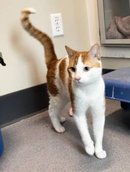 Sammy -  Domestic Short Hair Cat for Adoption in Stratham, New Hampshire - Sammy | PetCurious