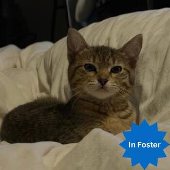 ELMO -  Domestic Short Hair Cat for Adoption in Indianapolis, Indiana - ELMO | PetCurious