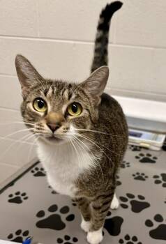 FELINA -  Domestic Short Hair Cat for Adoption in Derwood, Maryland - FELINA | PetCurious