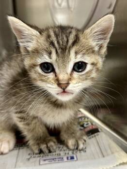Rescue Domestic Short Hair Cats for Adoption in Wichita, Kansas - Zander | PetCurious