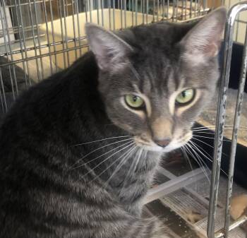 Domestic Short Hair Cats Available for Adoption in Parma, Ohio - Damien | PetCurious