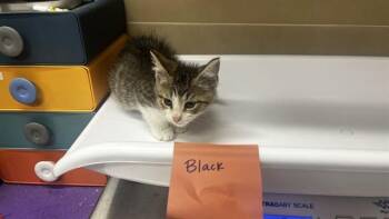 FETA CHEESE -  Domestic Short Hair Cat for Adoption in Grand Prairie, Texas - FETA CHEESE | PetCurious