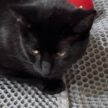 Darkwing -  Domestic Short Hair Cat for Adoption in Greenfield, Indiana - Darkwing | PetCurious