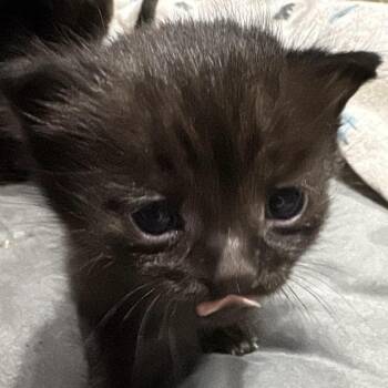 Domestic Short Hair Cats Available for Adoption in Calgary, Alberta - Skor | PetCurious