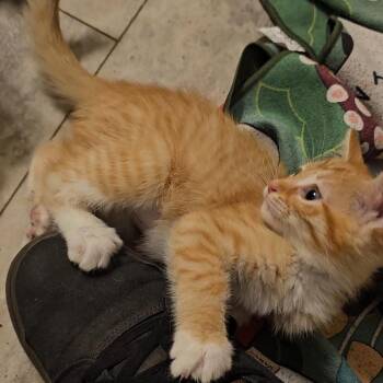 Domestic Short Hair Cats Available for Adoption in Bentonville, Arkansas - Willow | PetCurious