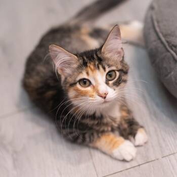 Rescue Domestic Long Hair Cats for Adoption in St. Augustine, Florida - Breezy | PetCurious