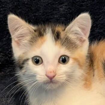 Dottie Taylor -  Siamese and Domestic Short Hair Cat Available for Adoption in Wilmington Island, Georgia - Dottie Taylor | PetCurious