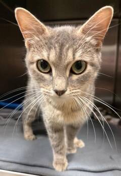 Pisces -  Domestic Short Hair Cat for Adoption in Ocala, Florida - Pisces | PetCurious