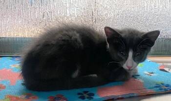 Domestic Short Hair Cats Available for Adoption in Plano, Texas - Gordon A216934 | PetCurious