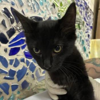 ELOISE -  Domestic Short Hair Cat for Adoption in Pensacola, Florida - ELOISE | PetCurious