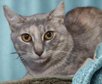 Melon -  Dilute Tortoiseshell Cat for Adoption in Euclid, Ohio - Melon | PetCurious