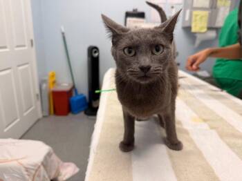 Samina -  Domestic Short Hair Cat for Adoption in Raleigh, North Carolina - Samina | PetCurious