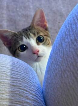 Miffy -  Domestic Short Hair Cat for Adoption in Novato, California - Miffy | PetCurious