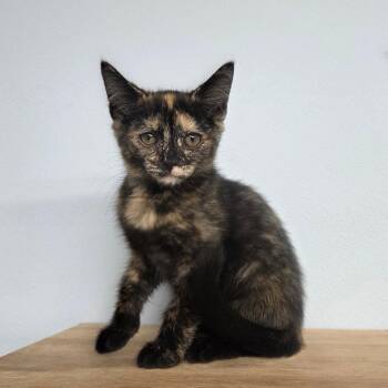 Victoria -  Domestic Short Hair Cat for Adoption in Pontiac, Illinois - Victoria | PetCurious