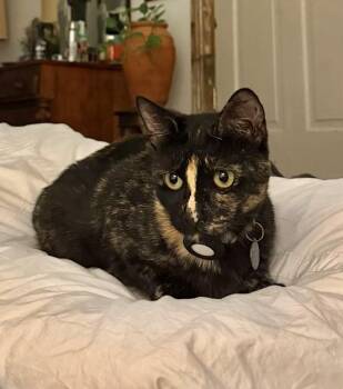 Millie -  Domestic Short Hair Cat for Adoption in New Orleans, Louisiana - Millie | PetCurious