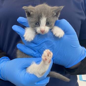 72434 -  Domestic Short Hair Cat for Adoption in Harrisonburg, Virginia - 72434 | PetCurious